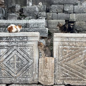 Cats of Ephesus resting on ancient stones at Ephesus