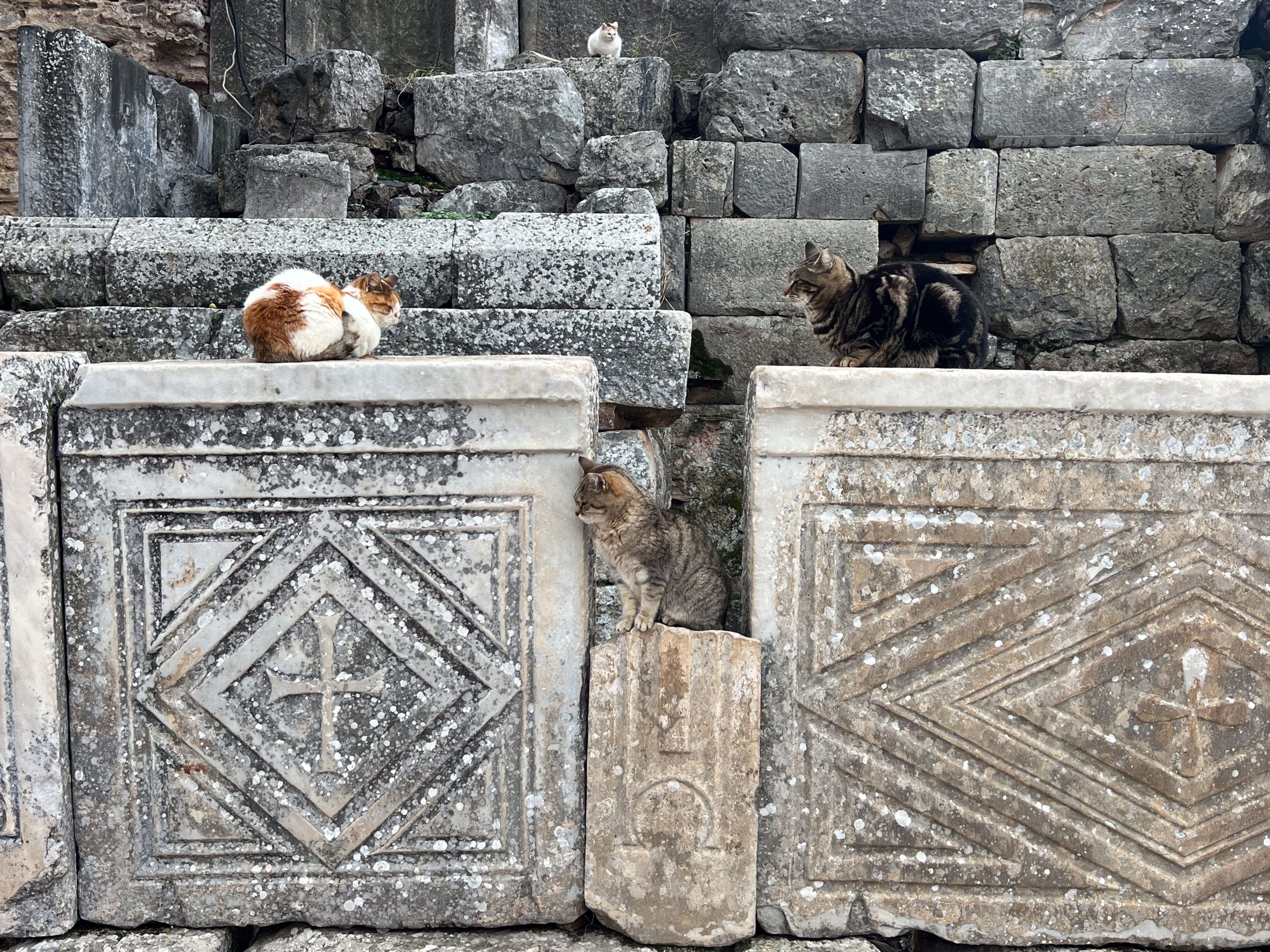 Cats of Ephesus resting on ancient stones at Ephesus