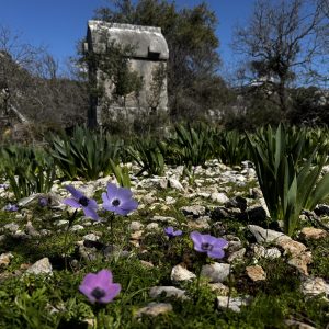 Botany_W_023