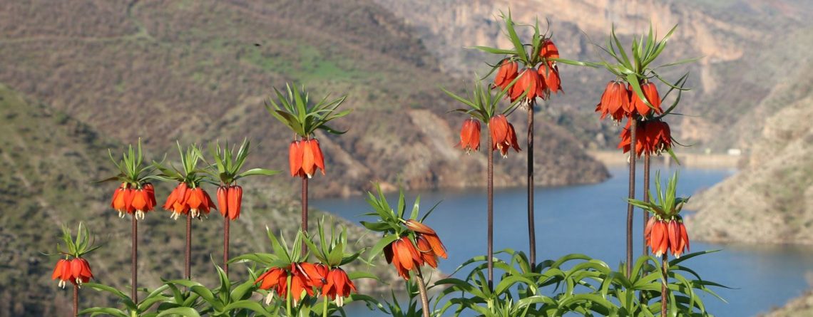 Fritillaria imperialis flowering in Eastern Turkey
