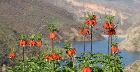 Fritillaria imperialis flowering in Eastern Turkey